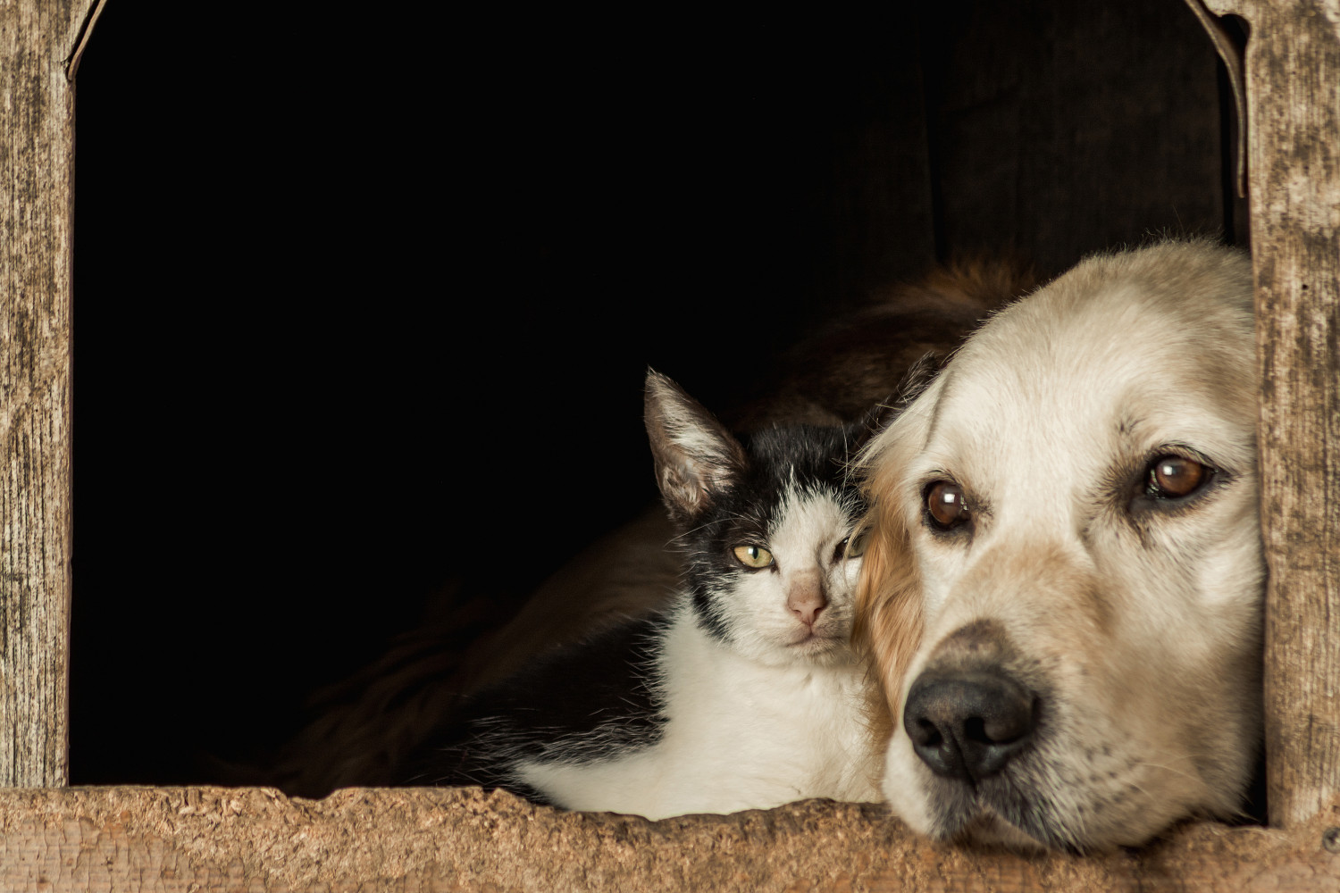 A custódia dos animais de estimação nos casos de divórcio e dissolução da união estável em face da regulamentação brasileira